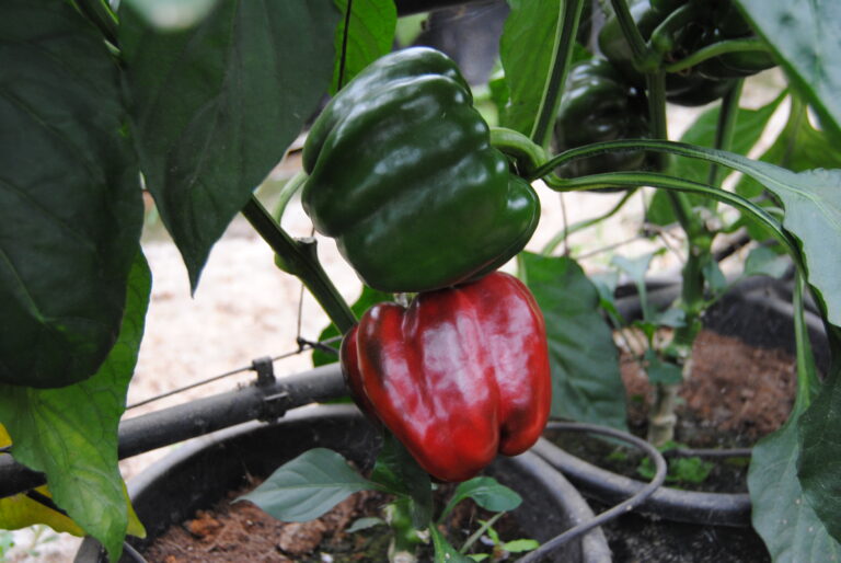peperoni2